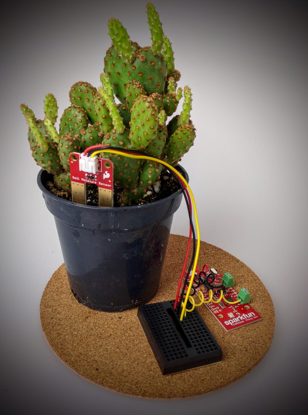 Cactus with a soil moisture sensor and ESP8266 board
